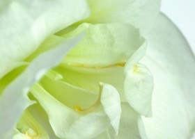 hippeastrum Alfresco ® (3)